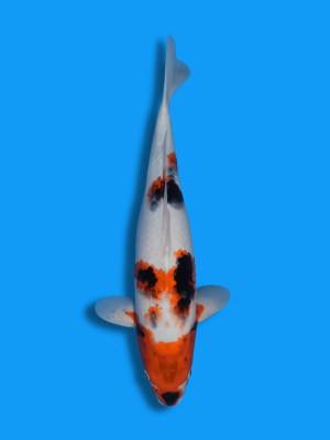 Sumi Sakura | Koi&Co.